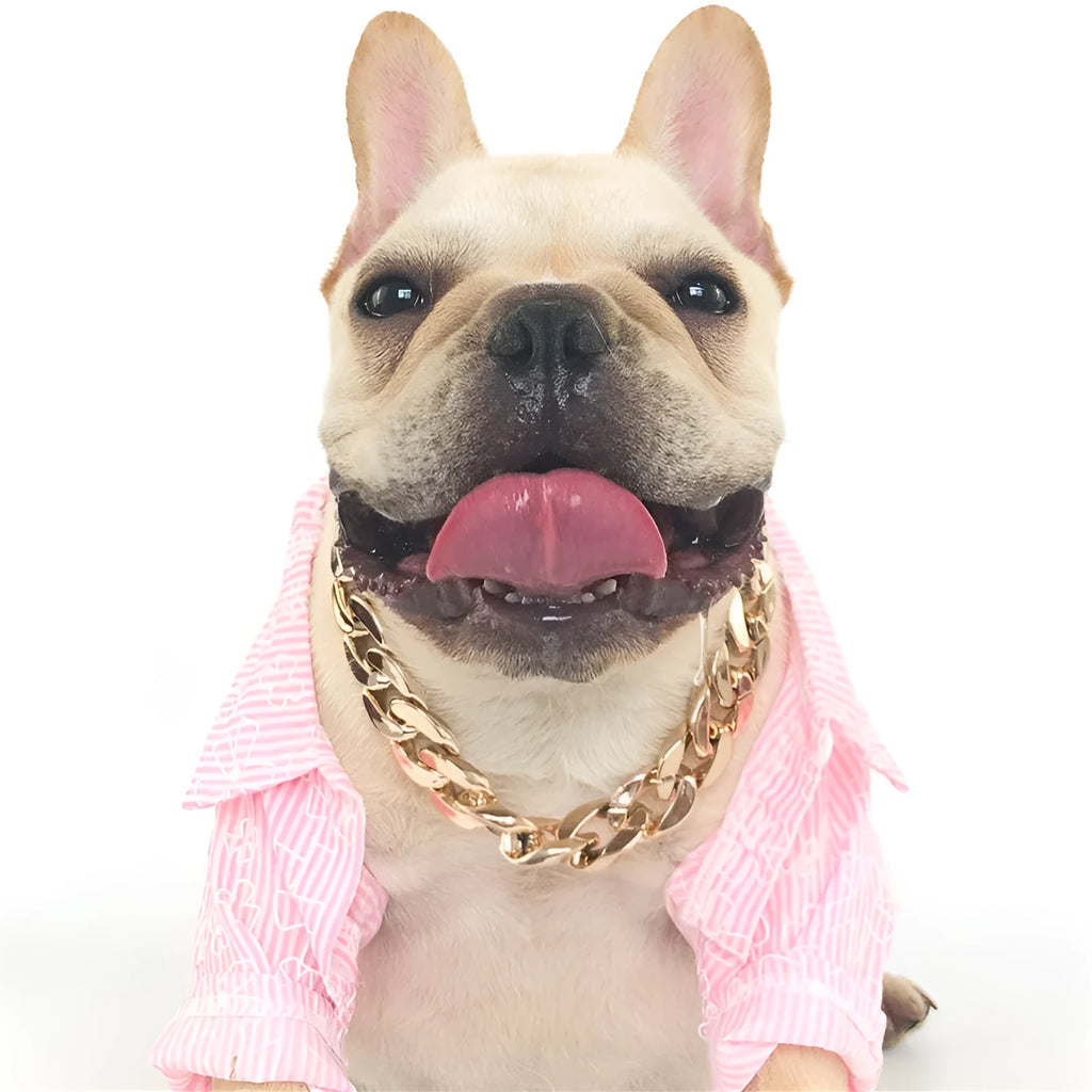 Gold colour chain style dog collar with buckle for small to medium dogs on adjustable 21-50 cm setting