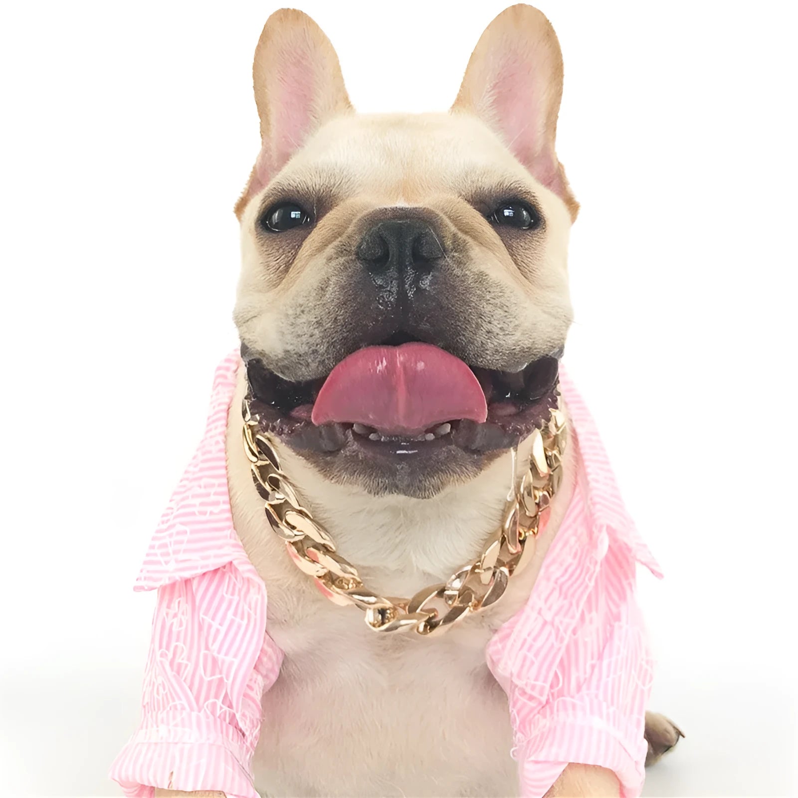 Gold colour chain style dog collar with buckle for small to medium dogs on adjustable 21-50 cm setting