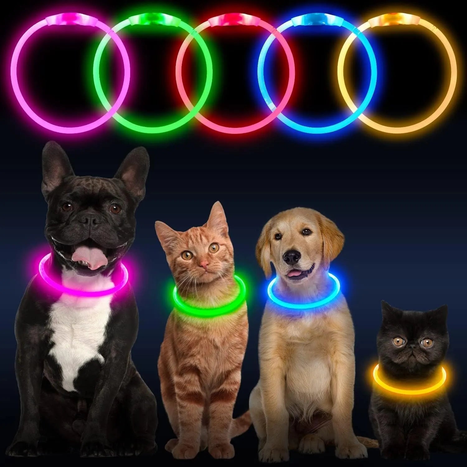 Blue USB rechargeable LED dog collar with glowing light on adjustable TPU strap