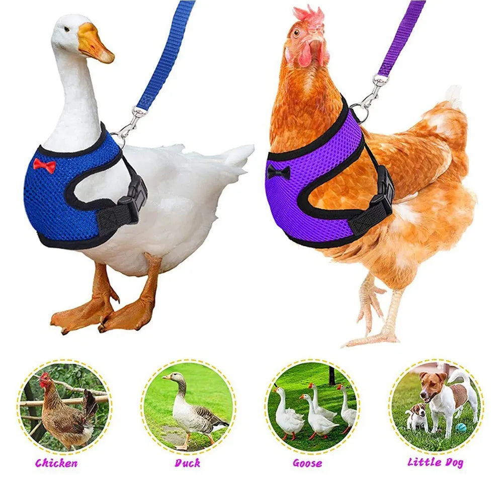 Poultry chicken wearing a blue vest harness with matching collar and bow, connected to a 110cm lead.