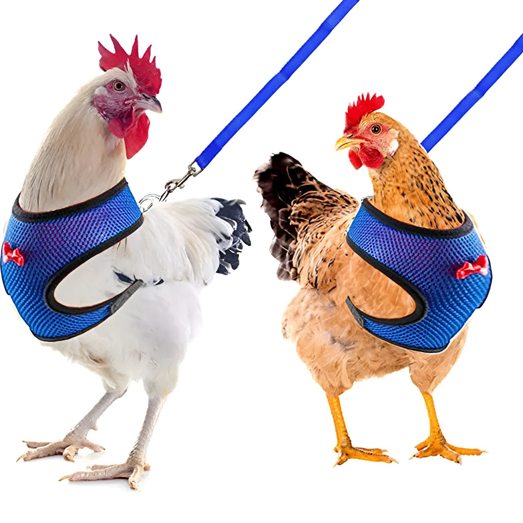 Poultry chicken wearing a blue vest harness with matching collar and bow, connected to a 110cm lead.