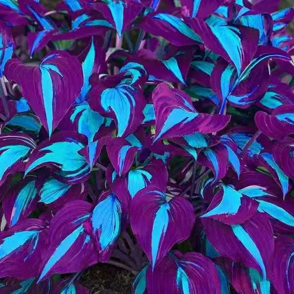 Pack of coloured leaves jade barrettes potted flower seeds with OPP packaging showing 50 seeds