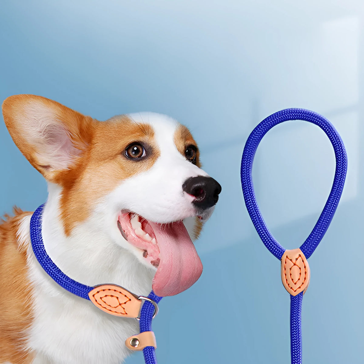 Specialised blast race training dog leash with automatic tightening nylon collar in multiple colour options