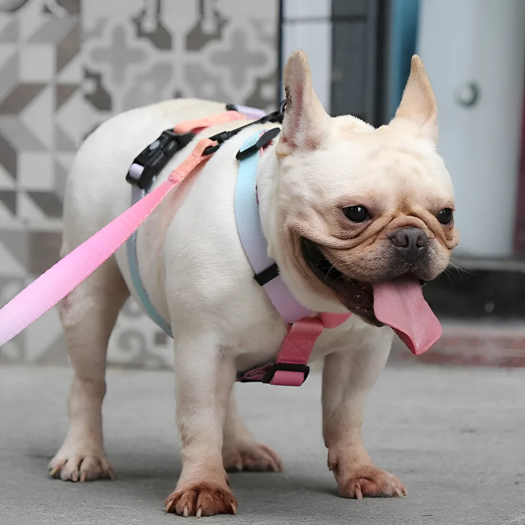 Gradient colour pet chest harness for dogs and cats in purple, blue, neon, or green patterns.