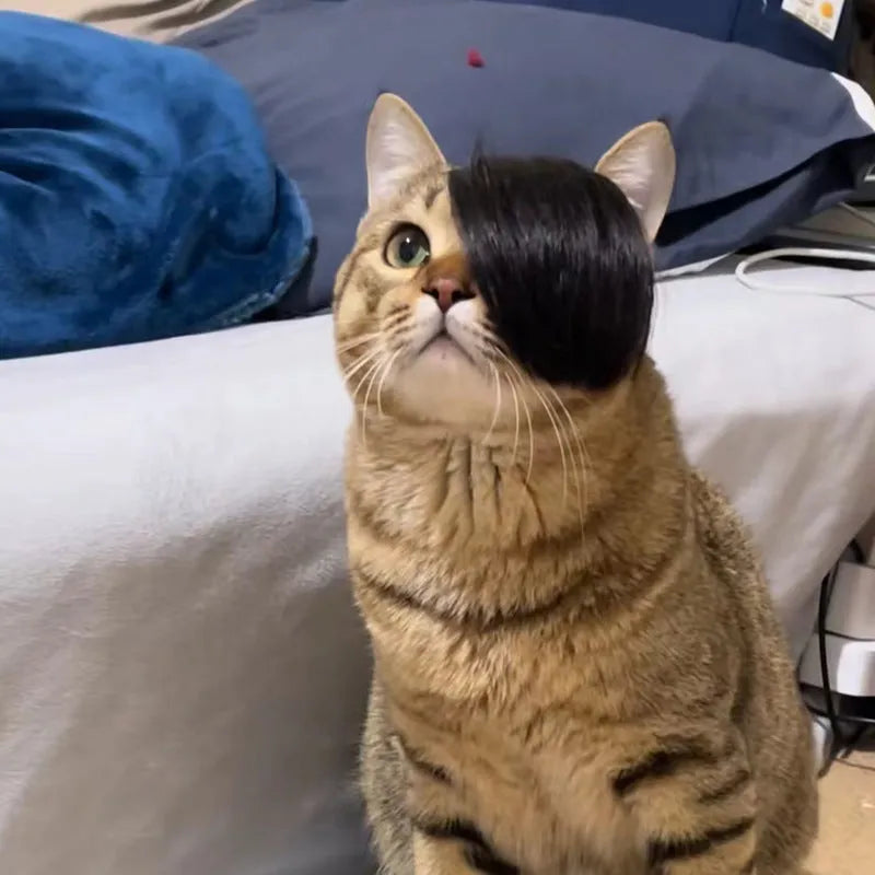 Black polyester cat wig with braided styling and elastic band for fox costume dress-up.