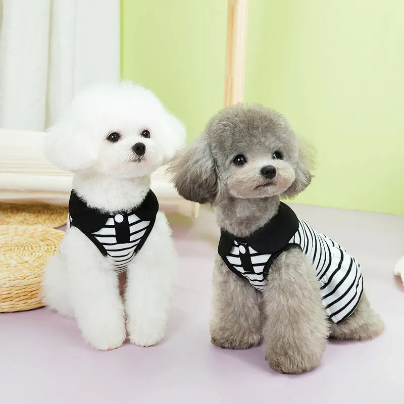 Dog wearing cotton summer T-shirt with matching striped skirt, showing complete two-piece outfit