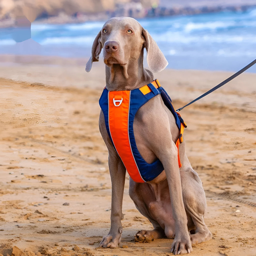 Orange blue nylon dog chest strap vest harness shown from the side on a dog.