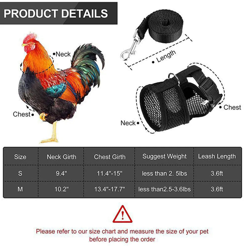 Poultry chicken wearing a blue vest harness with matching collar and bow, connected to a 110cm lead.