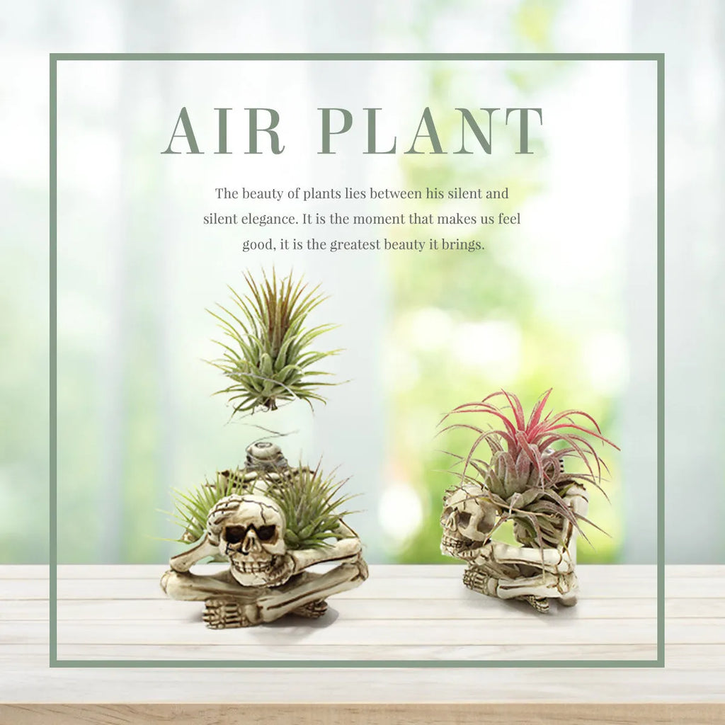 Gothic skull design resin Tillandsia bracket planter with iron mounting bracket