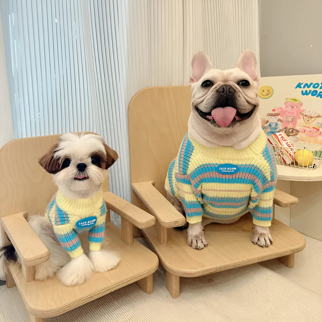 Blue and yellow striped wool dog sweater for small breeds like Maltese and Bichon in sizes XS to XXL