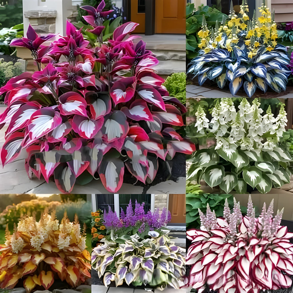 Pack of coloured leaves jade barrettes potted flower seeds with OPP packaging showing 50 seeds