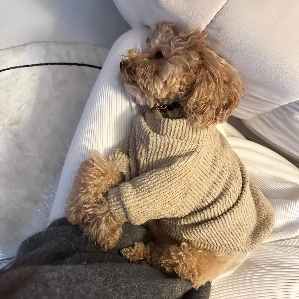 Brown knit sweater pullover for small breed dogs on a white background
