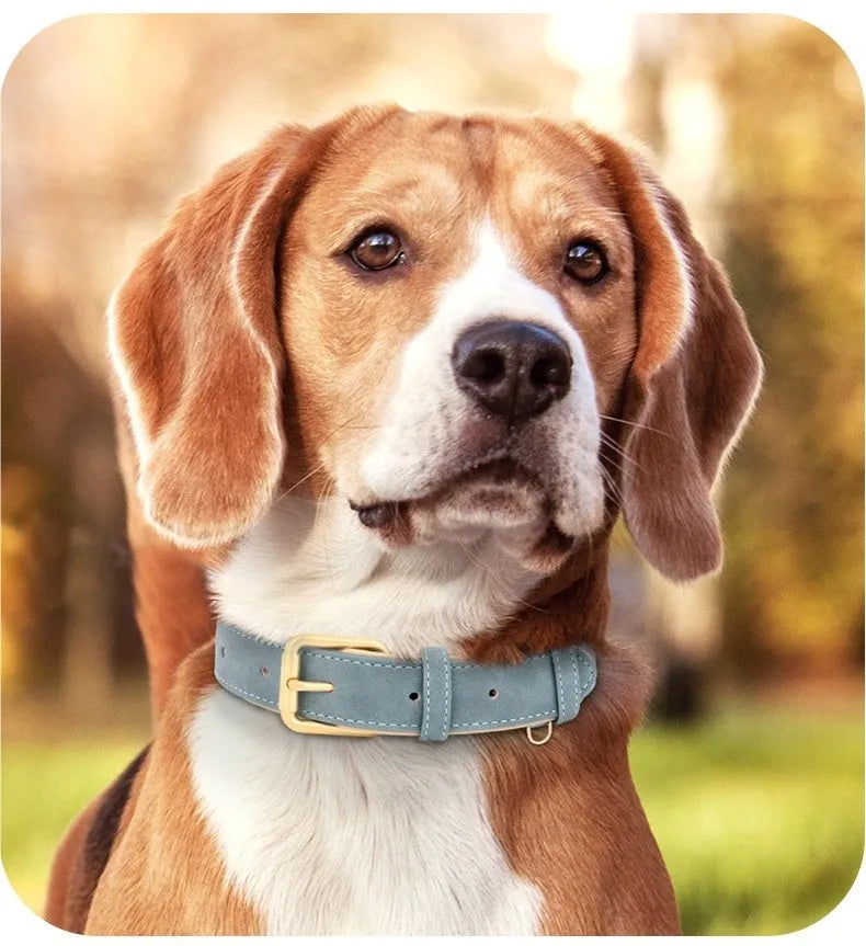 Double-layer leather dog collar and matching lead in rose red, brown, or blue for small to extra large dogs.