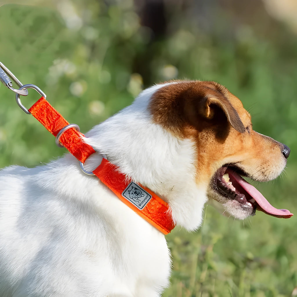 P chain dog collar in nylon webbing with aluminium alloy and SBR padding, available in army green and reflective options