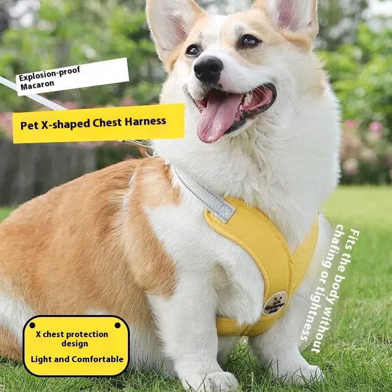 Polyester pet vest and hand-holding rope set available in four colours and sizes