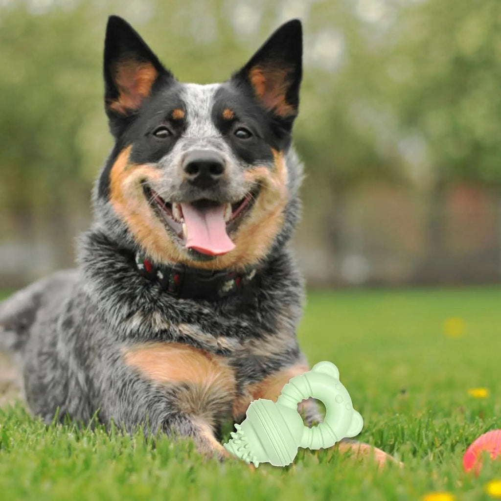 Blue rubber dog chew toy with textured surface for teeth cleaning, shown next to a tape measure.