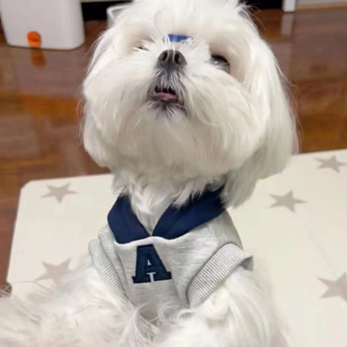 Blue pet hoodie with reflective letters on a dog, showing slim-fitting design and hood
