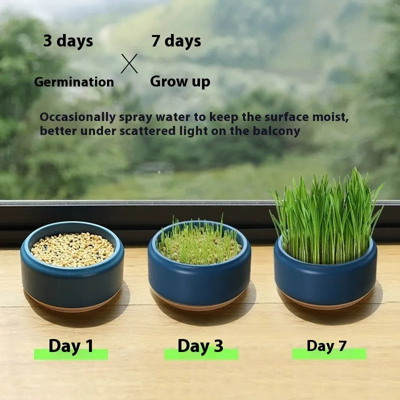 Blue, green, and yellow plastic cups with cat grass seeds for hydroponic growing kit.