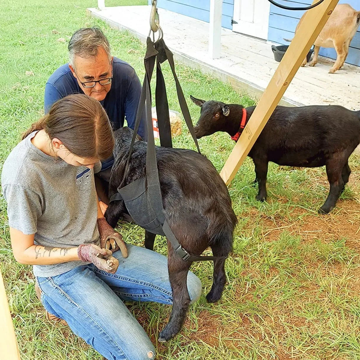 Black nylon calf sling for weighing large dogs and small livestock animals