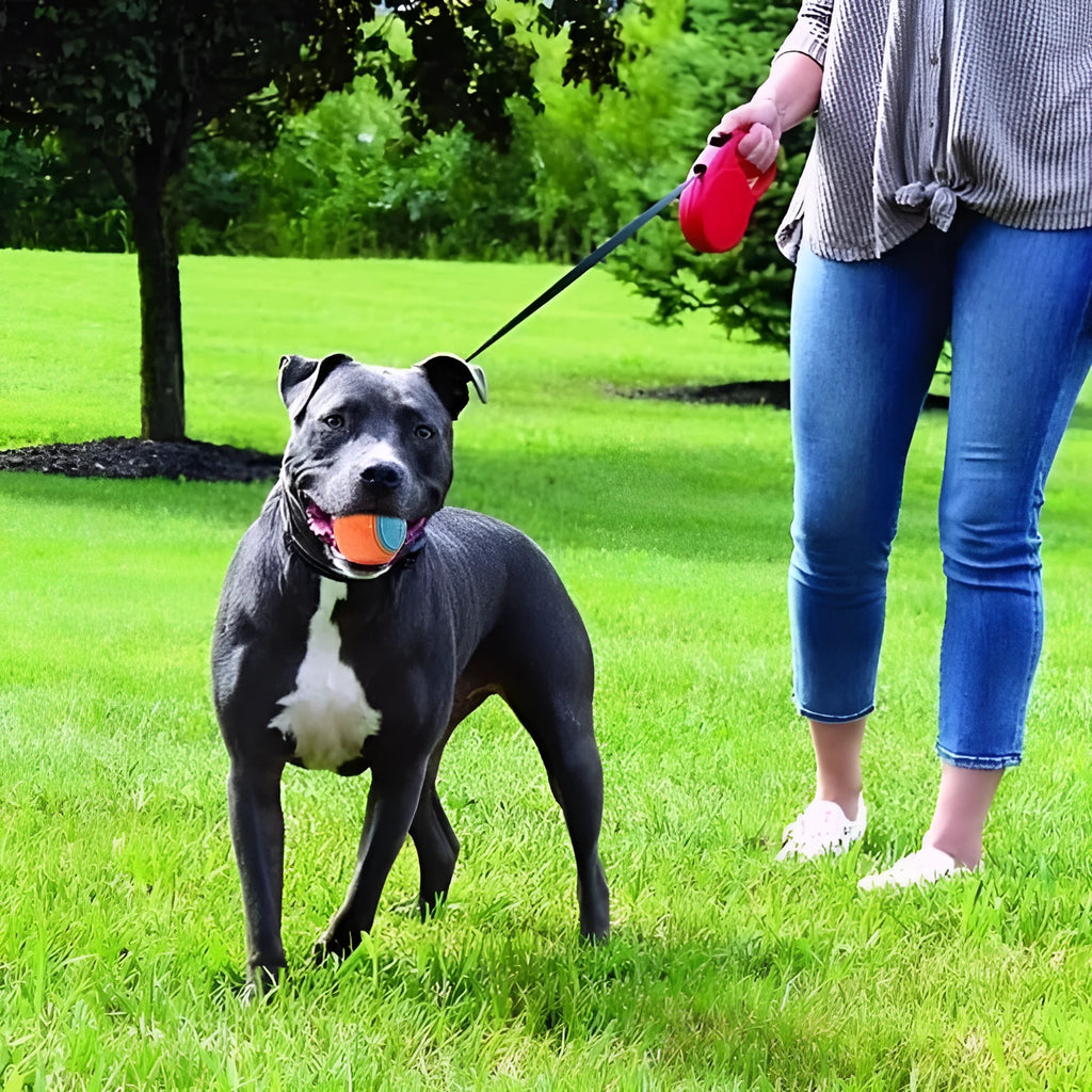 TPR dog training ball with textured surface and sound feature in assorted colour combinations