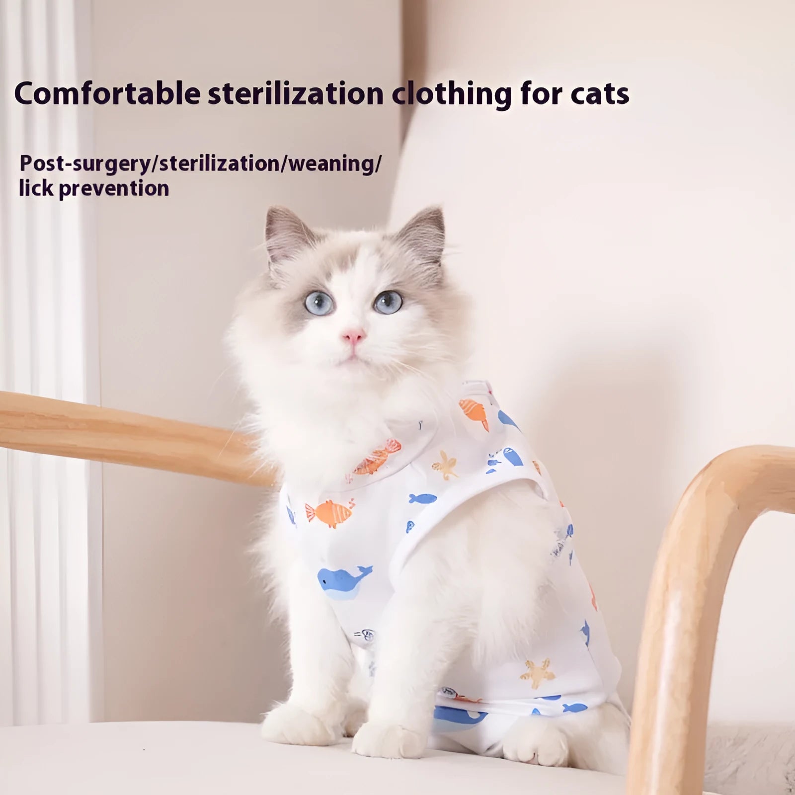 Cat wearing a blue post-operative recovery bodysuit with Velcro straps after sterilisation surgery.