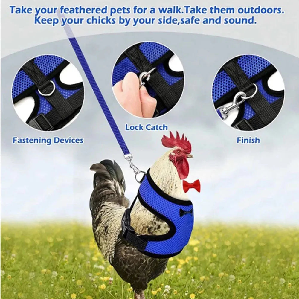 Poultry chicken wearing a blue vest harness with matching collar and bow, connected to a 110cm lead.